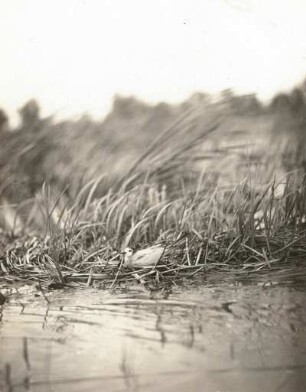 Königswartha. Trauerseeschwalbe (Chlidonias niger) auf dem Nest. Vogel in der Ummauserung zum Wintergefieder