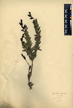 Myrtaceae Myrtus communius Linné, Carl von (1707 - 1778) [Tell al-Kadi, Tel Dan]