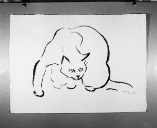 Katze - Unterbrechung beim Lecken. Kohlezeichnung (1963; E.Richter). Dresden-Striesen, Borsbergstraße 11, Atelier der Bildhauerin