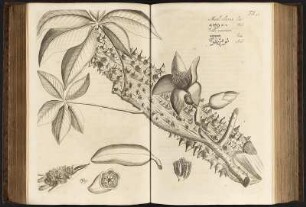 Horti Indici Malabarici. Pars 3 De Arboribus Regni Malabarici : Moul Elavou. Sive/ Arbor Lanigera Spinosa. (Asiatische Kapokbaum) Tafel 52 aus: Hortus Indicus Malabaricus, Continens Regni Malabarici apud Indos celeberrimi omnis generis plantas rariores / [3]. - Amstelodami: van Someren [u.a.], 1682. Dresden: SLUB Botan.297-3