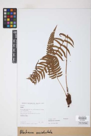 Blechnum occidentale L.