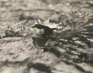 Wasseramsel (Cinclus cinclus L. ), im Wasser stehend mit Futter im Schnabel