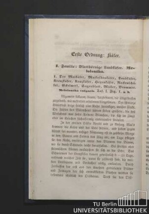 Erste Ordnung: Käfer.