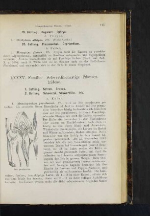 1. Gattung. Safran. Crocus.