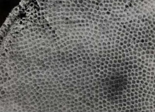 Aphrocallistes Victor Schulze, Schwamm, Sagami Bay, Japan