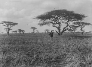 Baumsteppe : Die Baumsteppe in der Nähe von Taveta mit zahlreichen Schirmakazien (Vachellia tortilis). In der Bildmitte ein Mann mit Speer