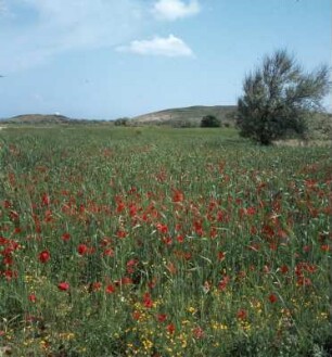 Limnos (antiker Name: Lemnos). Mohndurchblühtes Weizenfeld bei Kamínia