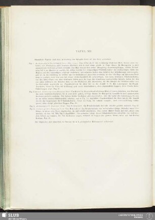 Tafel XII