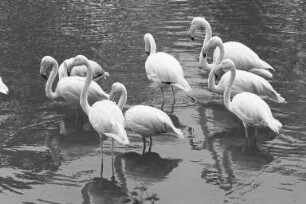 Flamingos im Karlsruher Stadtgarten