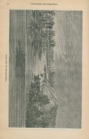 Ideales Bild der Steinkohlenflora