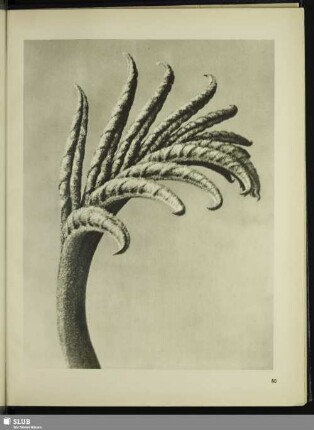 Pterocarya fraxinifolia. Nußbaumgewächs. Junges Blatt in 10facher Vergrößerung