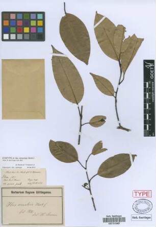 Ilex