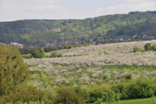Vorharzgebiet - Blühende Obstbäume : Blühende Obstbäume dominieren das hügelige Vorharzgebiet in der Nähe von Gernrode, aufgenommen am 5. Mai 2010