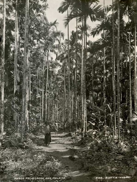 "Areca palm grove, Saa, Malaita"