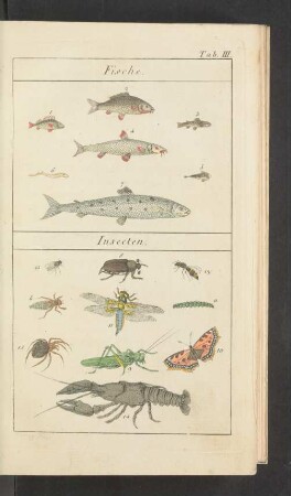 Tafel III.: Fische. Insecten.