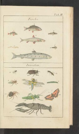 Tafel III.: Fische. Insecten.