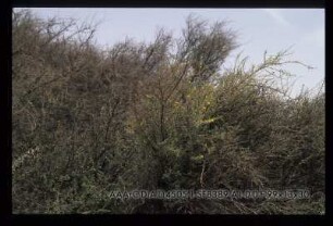 Arak Tree area