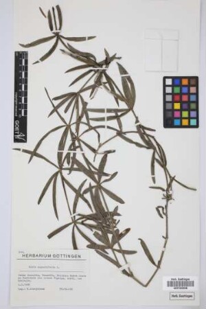 Rubia angustifolia L.
