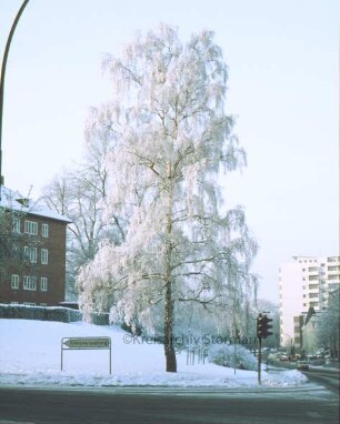 Mewesstraße/ Reimer-Hansen-Straße: Vereiste Birke