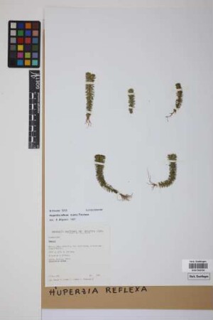 Phlegmariurus reflexus (Lam.) comb. ined.