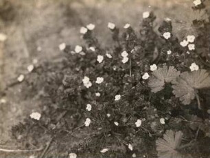 Efeublättriger Ehrenpreis (Veronica hederifolia L.)
