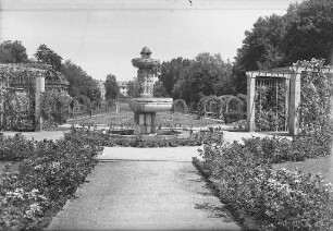 Stadtgarten - Rosengarten