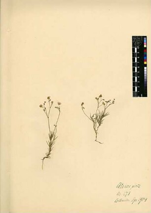 Caryophyllaceae Silene picta [Betanien, Bethanien, bet hanina, El-Asarije, El Asarije]