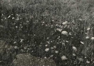 Wilde Möhre (Daucus carota subsp. carota) ist ein Elternteil der Gartenmöhre oder Karotte. Die Gartenmöhre (Daucus carota subsp. sativa) ist vermutlich ein Kreuzungsprodukt aus der Wilden Möhre (Daucus carota subsp. carota), der südeuropäischen Daucus carota subsp. maximus und evtl. der orientalischen Daucus carota subsp. afghanicus. Sie gehört zur Familie der Doldenblütler (Apiaceae). Im Gegensatz zur Gartenmöhre ist die Speicherwurzel der Wilden Möhre bleich