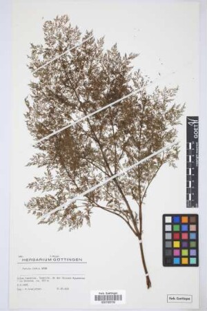 Ferula linkii Webb & Berthel.