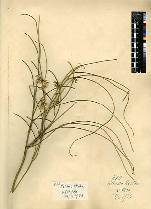 Leguminosae Retama Roetam Webb, Philip Barker, 1793 -1793 [Wadi Fara (Trockental)]