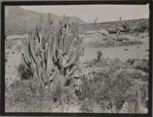 Reste eines Kakteenwaldes und Hof eines Indianers bei Curqui