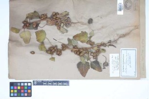 Xanthium albinum (Widder) Scholz