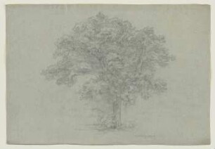 Baum