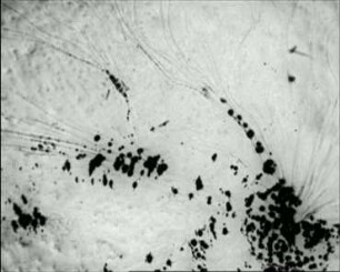 Polyangium fuscum (Myxobacteriales) - Morphogenese
