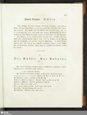 Zweite Gruppe. Ochsen