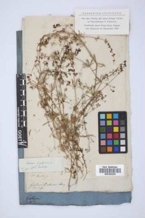 Galium scabrum Jacq.