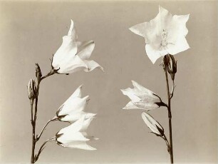 Glockenblume