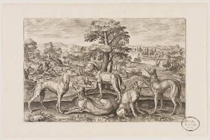 Windhunde aus (Animalium Qvaddrupedum)