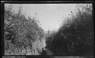 "Maasbogen-Stellung" (bei Saint-Mihiel (Dep. Meuse, Frankreich)): unbefestigter Laufgraben mit Bewuchs an den oberen Grabenrändern ("Bäuerlein-Graben""