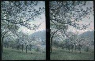 Blühende Obstbäume an der Stiftsmühle in Heidelberg