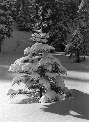 Winterbilder. Kleiner schneebedeckter Nadelbaum