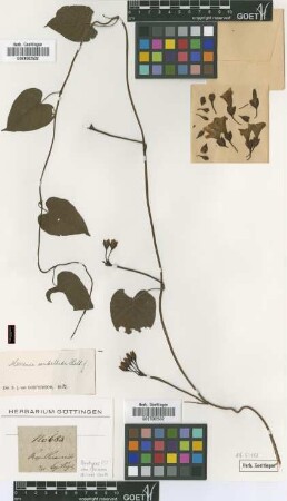 Ipomoea micans Garcke [type]