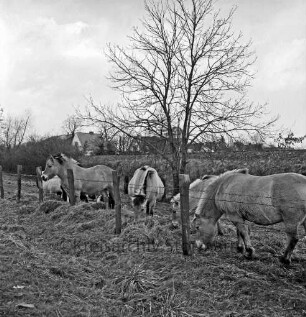 Landwirtschaft: Koppel mit Norwegerpferden: vorn Zaun: in der Mitte Baum: hinter Knick Einfamilienhäuser