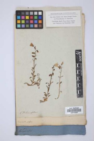 Campanula pubescens