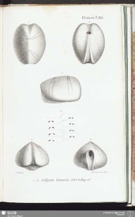 T. Crétacés, Pl. 833
