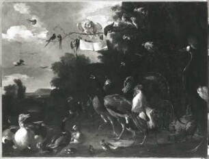 Vogelkonzert : Vogelkonzert. Öl auf Leinwand; 1,64 x 0,47 m (vor 1695; M. de Hondecoeter). Dresden: Gemäldegalerie Alte Meister 1305