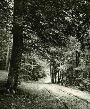 Waldweg