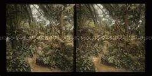 Vegetation im Palmenhaus, Friedrich-Wilhelms-Garten, Magdeburg