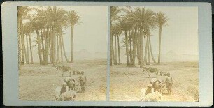 Distant View of Step Pyramid. [Stufenpyramide, Gizeh]