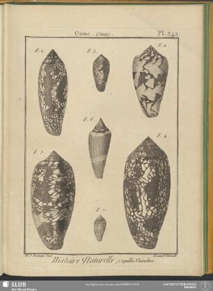 Pl. 343. Cone. Conus